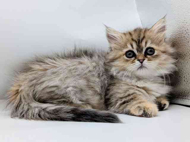 香川県のミヌエット (ひごペットフレンドリーゆめタウン高松店/2025年10月18日生まれ/女の子/チンチラゴールデン)の子猫の3枚目の画像