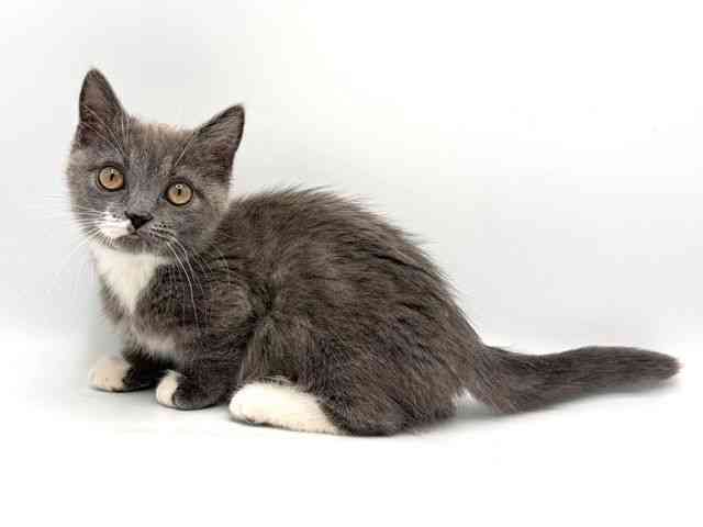 奈良県のマンチカン (ひごペットフレンドリー田原本店/2025年10月2日生まれ/女の子/ブルーホワイト)の子猫の3枚目の画像