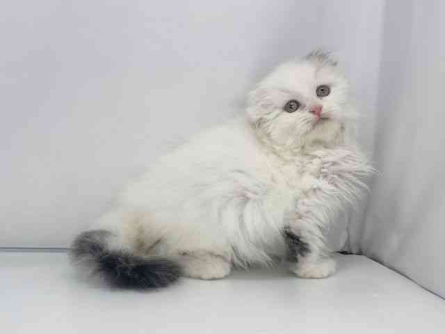 兵庫県のスコティッシュフォールド (ひごペットフレンドリーイオンタウン加古川店/2025年10月26日生まれ/男の子/ブラウンタビーホワイトバン)の子猫の3枚目の画像