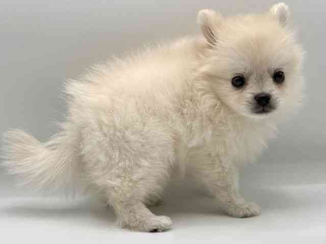 愛知県のポメチワ/チワポメ/ポメチー(ポメラニアン×チワワ) (ひごペットフレンドリープライムツリー赤池店/2025年10月24日生まれ/男の子/クリーム)の子犬の3枚目の画像