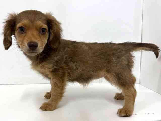 大阪府のチワックス(チワワ×ダックス) (ひごペットフレンドリーベルファⅡ都島店/2025年10月26日生まれ/女の子/チョコレートフォーン)の子犬の3枚目の画像