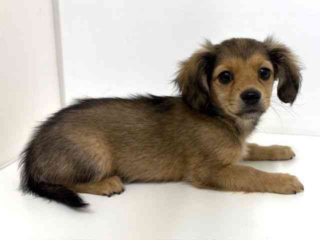 大阪府のチワックス(チワワ×ダックス) (ひごペットフレンドリーベルファⅡ都島店/2025年10月26日生まれ/女の子/セーブルフォーン)の子犬の3枚目の画像