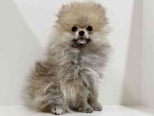 奈良県のポメラニアン (ひごペットフレンドリーイオンモール橿原ウエスト・ビレッジ店/2025年10月16日生まれ/男の子/オレンジセーブル)の子犬の3枚目の画像