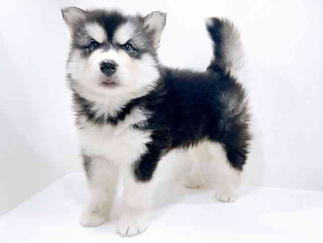 広島県のアラスカンマラミュート (ひごペットフレンドリーフジグラン神辺店/2025年10月26日生まれ/男の子/ブラックホワイト)の子犬の3枚目の画像