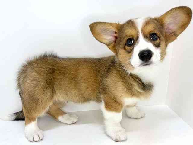 大阪府のウェルシュコーギーカーディガン (ひごペットフレンドリーいこらもーる泉佐野店/2025年10月25日生まれ/男の子/セーブルホワイト)の子犬の3枚目の画像