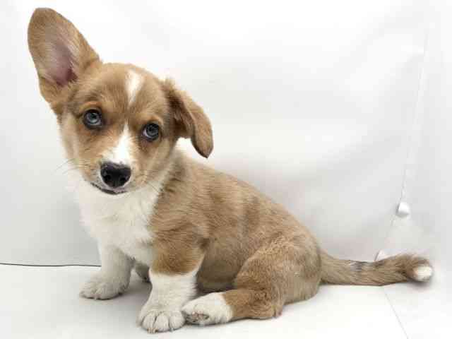 兵庫県のウェルシュコーギーカーディガン (ひごペットフレンドリークラウンパーク伊丹店/2025年10月25日生まれ/男の子/セーブルマールホワイト)の子犬の3枚目の画像