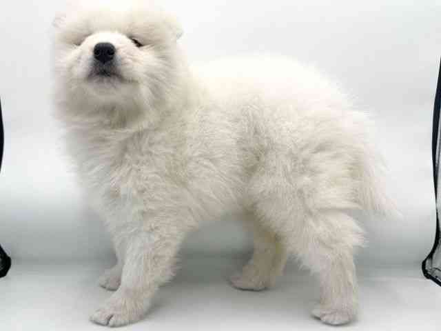 大阪府のサモエド (ひごペットフレンドリーららぽーとEXPOCITY店/2025年10月26日生まれ/女の子/ホワイト)の子犬の3枚目の画像