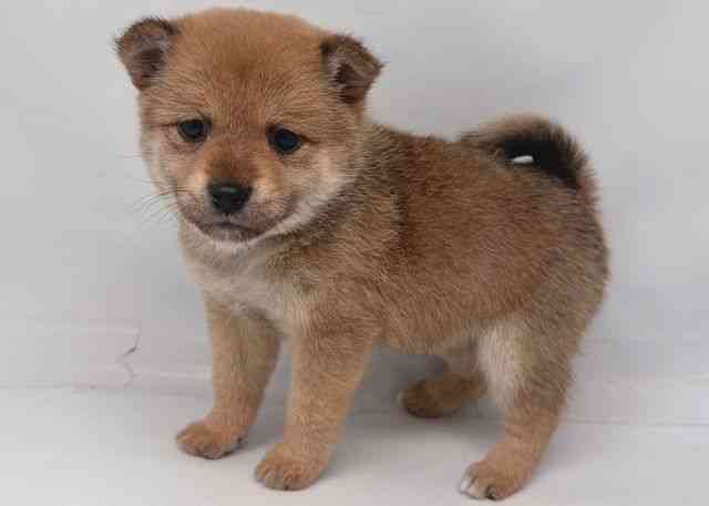 鳥取県のポメ柴/豆ポメ/ポメ豆柴(ポメラニアン×柴犬) (ひごペットフレンドリーイオンモール鳥取北店/2025年10月24日生まれ/女の子/オレンジ)の子犬の3枚目の画像