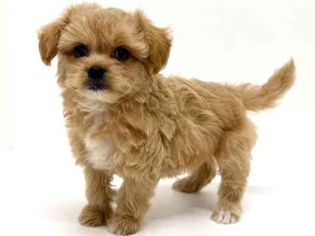 大阪府のチワプー/プーチー(チワワ×プードル) (ひごペットフレンドリーくずはモール店/2025年10月25日生まれ/女の子/クリーム)の子犬の3枚目の画像