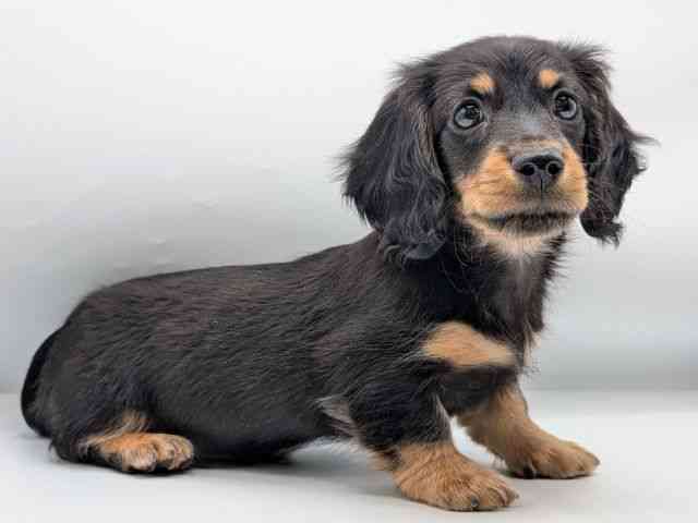 香川県のミニチュアダックスフンド(ロング) (ひごペットフレンドリーゆめタウン高松店/2025年10月26日生まれ/男の子/ブラックタン)の子犬の3枚目の画像