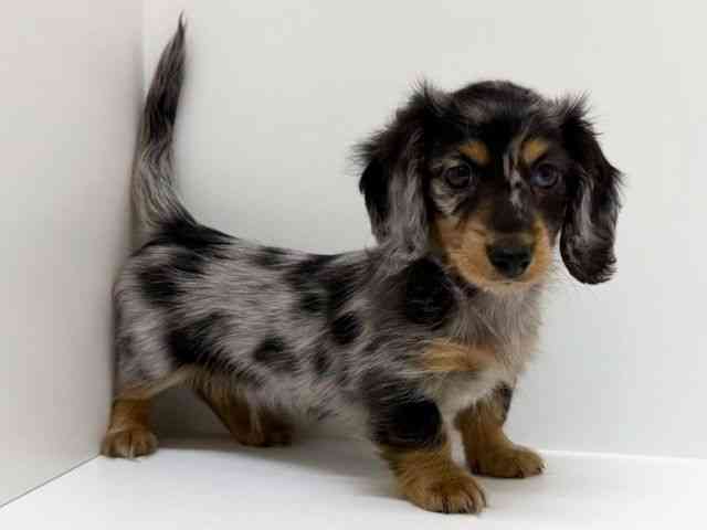 兵庫県のミニチュアダックスフンド(ロング) (ひごペットフレンドリーブルメールHAT神戸店/2025年10月26日生まれ/男の子/シルバーダップル)の子犬の3枚目の画像