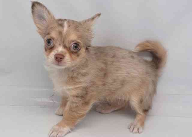 鳥取県のチワワ(ロング) (ひごペットフレンドリーイオンモール鳥取北店/2025年10月26日生まれ/女の子/チョコレートマール)の子犬の3枚目の画像