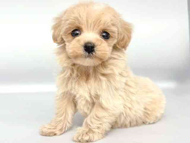 大阪府のマルプー(マルチーズ×プードル) (ひごペットフレンドリー岸和田店/2025年10月25日生まれ/男の子/アプリコット)の子犬の3枚目の画像