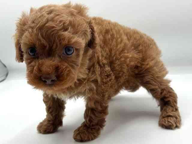 香川県のトイプードル(トイ) (ひごペットフレンドリーゆめタウン高松店/2025年10月25日生まれ/女の子/レッド)の子犬の3枚目の画像