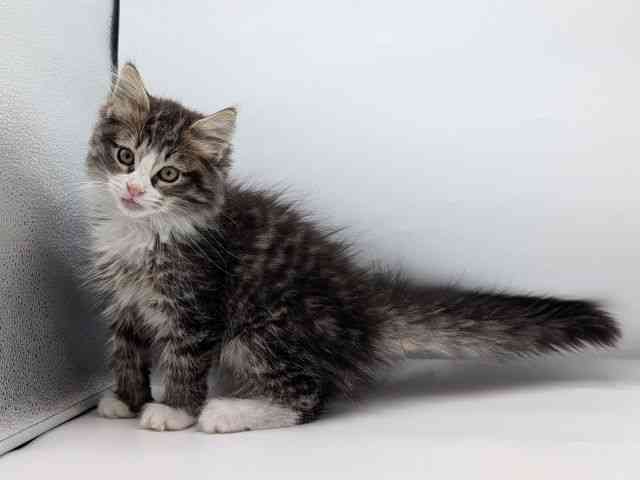香川県のノルウェージャンフォレストキャット (ひごペットフレンドリーゆめタウン高松店/2025年10月25日生まれ/男の子/ブラウンタビーホワイト)の子猫の3枚目の画像