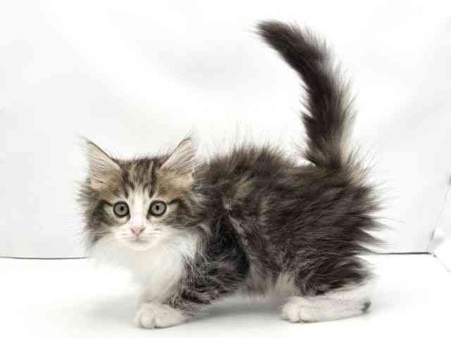 兵庫県のノルウェージャンフォレストキャット (ひごペットフレンドリークラウンパーク伊丹店/2025年10月25日生まれ/男の子/ブラウンタビーホワイト)の子猫の3枚目の画像