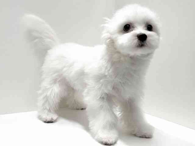 愛知県のポメマル/マルポメ(ポメラニアン×マルチーズ) (ひごペットフレンドリーららぽーと名古屋みなとアクルス店/2025年10月27日生まれ/男の子/ホワイト)の子犬の3枚目の画像