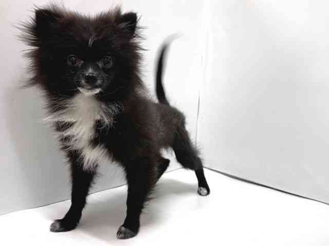 奈良県のポメラニアン (ひごペットフレンドリー奈良パワーシティ店/2025年10月21日生まれ/男の子/ブラックホワイト)の子犬の3枚目の画像