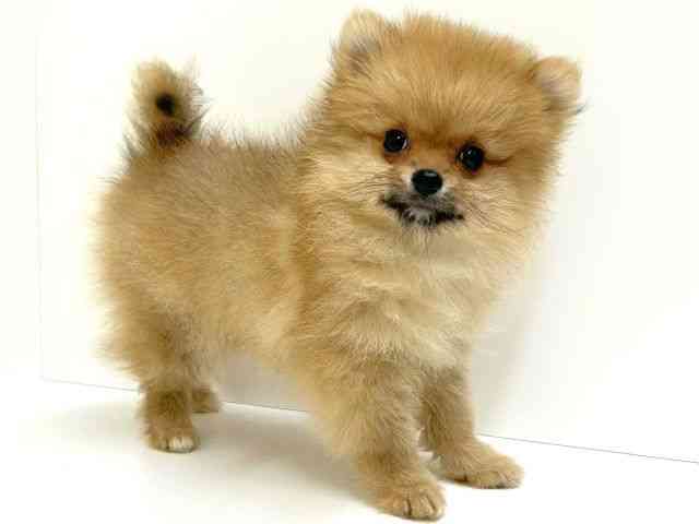 兵庫県のポメラニアン (ひごペットフレンドリーブルメールHAT神戸店/2025年10月9日生まれ/女の子/オレンジ)の子犬の3枚目の画像