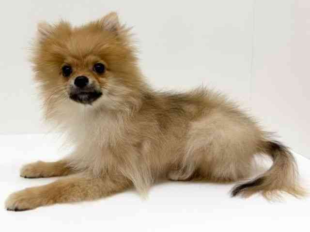 兵庫県のポメラニアン (ひごペットフレンドリーブルメールHAT神戸店/2025年10月9日生まれ/女の子/オレンジ)の子犬の3枚目の画像