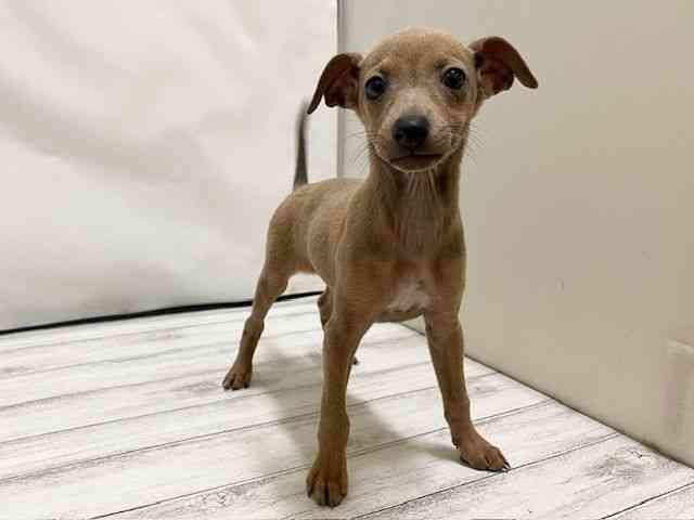 和歌山県のイタリアングレーハウンド (ひごペットフレンドリーパームシティ和歌山店/2025年10月24日生まれ/女の子/フォーンホワイト)の子犬の3枚目の画像