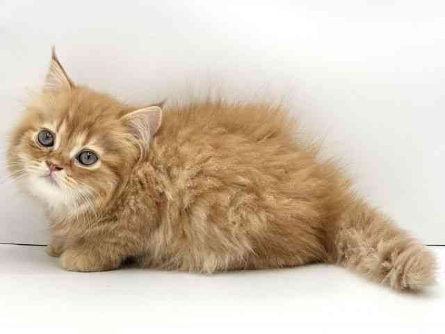 兵庫県のラガマフィン (ひごペットフレンドリークラウンパーク伊丹店/2025年10月27日生まれ/男の子/レッドタビー)の子猫の3枚目の画像