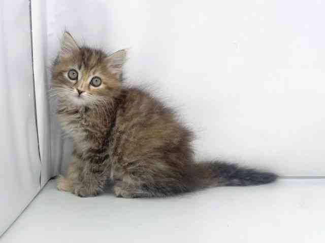 兵庫県のサイベリアン (ひごペットフレンドリーイオンタウン加古川店/2025年10月25日生まれ/女の子/ブラウンパッチドタビー)の子猫の3枚目の画像