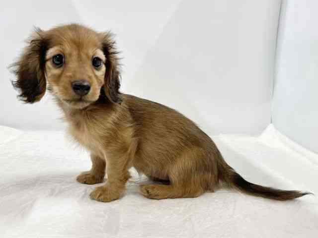 高知県のカニンヘンダックスフンド(ロング) (ひごペットフレンドリーイオンモール高知店/2025年10月24日生まれ/女の子/レッド)の子犬の3枚目の画像