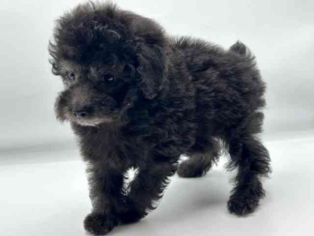 香川県のトイプードル(トイ) (ひごペットフレンドリーゆめタウン高松店/2025年10月23日生まれ/女の子/シルバー)の子犬の3枚目の画像