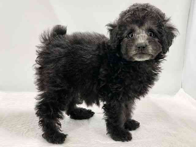 高知県のトイプードル(トイ) (ひごペットフレンドリーイオンモール高知店/2025年10月23日生まれ/女の子/シルバー)の子犬の3枚目の画像