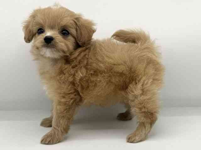 大阪府のチワプー/プーチー(チワワ×プードル) (ひごペットフレンドリーららぽーとEXPOCITY店/2025年10月26日生まれ/男の子/クリームホワイト)の子犬の3枚目の画像