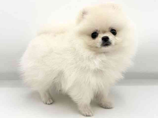 大阪府のポメラニアン (ひごペットフレンドリーららぽーとEXPOCITY店/2025年10月23日生まれ/女の子/クリーム)の子犬の3枚目の画像