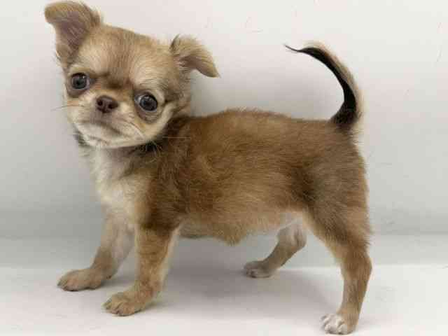 大阪府のチワワ(ロング) (ひごペットフレンドリーららぽーとEXPOCITY店/2025年10月22日生まれ/女の子/チョコレートフォーン)の子犬の3枚目の画像