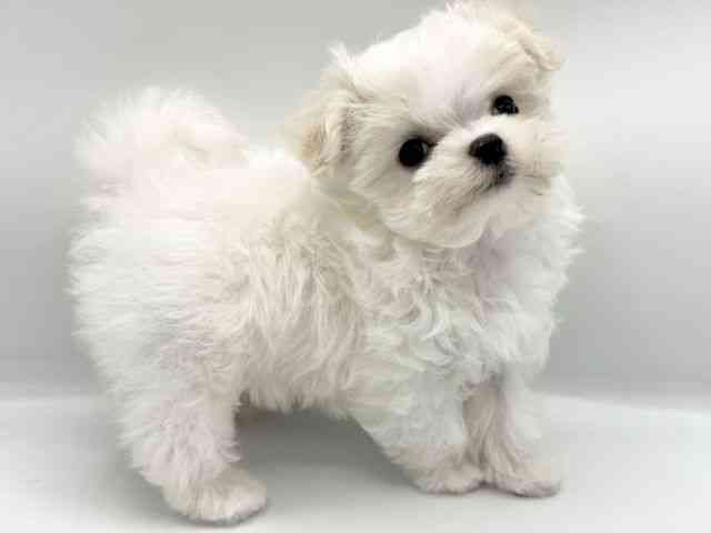 大阪府のチワマル/マルチワ(チワワ×マルチーズ) (ひごペットフレンドリーららぽーとEXPOCITY店/2025年10月25日生まれ/女の子/クリーム)の子犬の3枚目の画像