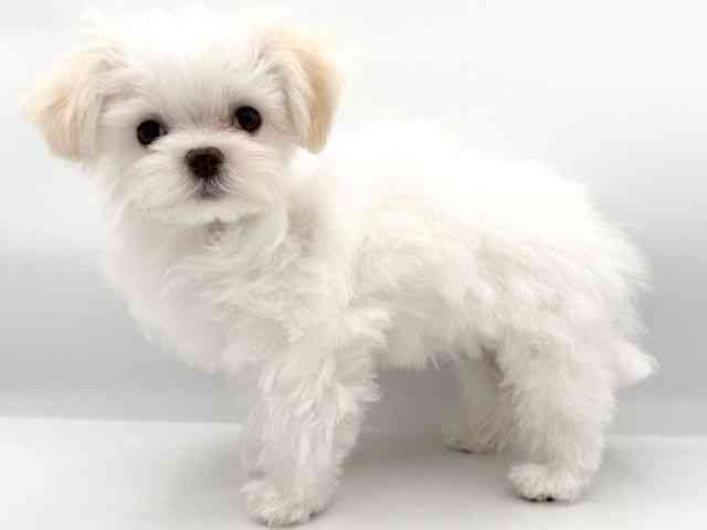 大阪府のチワマル/マルチワ(チワワ×マルチーズ) (ひごペットフレンドリーイオンそよら海老江店/2025年10月25日生まれ/女の子/クリーム)の子犬の3枚目の画像