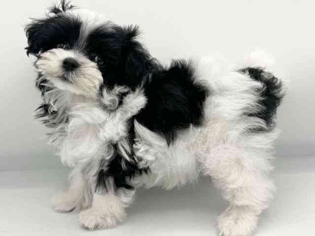 大阪府のチワマル/マルチワ(チワワ×マルチーズ) (ひごペットフレンドリーららぽーとEXPOCITY店/2025年10月25日生まれ/女の子/パーティーカラー)の子犬の3枚目の画像