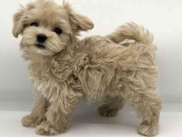 大阪府のマルプー(マルチーズ×プードル) (ひごペットフレンドリーららぽーとEXPOCITY店/2025年10月24日生まれ/男の子/クリーム)の子犬の3枚目の画像