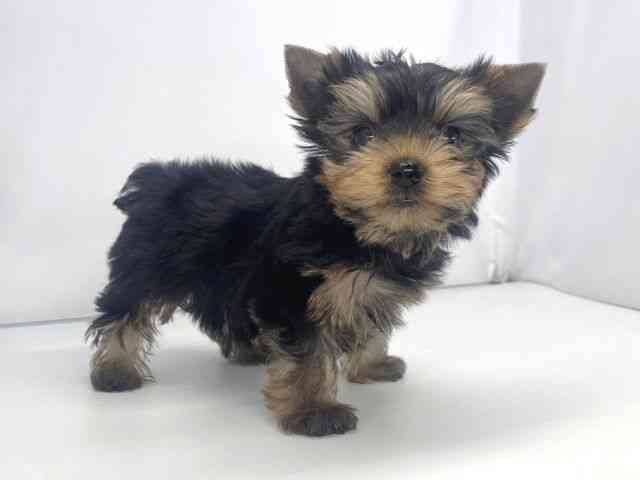 兵庫県のヨークシャーテリア (ひごペットフレンドリーイオンタウン加古川店/2025年10月27日生まれ/男の子/スチールブルータン)の子犬の3枚目の画像