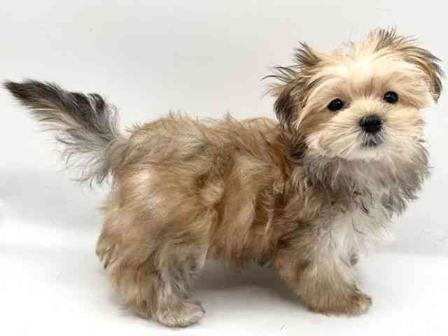 京都府のマルキー/マルヨーキー(マルチーズ×ヨークシャーテリア) (ひごペットフレンドリーイオンモール高の原店/2025年10月26日生まれ/女の子/セーブル)の子犬の3枚目の画像