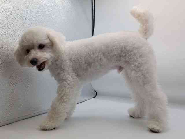 香川県のトイプードル(トイ) (ひごペットフレンドリーゆめタウン高松店/2025年10月26日生まれ/男の子/ホワイト)の子犬の3枚目の画像