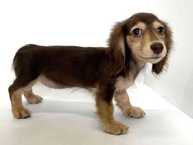 大阪府のミニチュアダックスフンド(ロング) (ひごペットフレンドリーアクロスプラザ住之江店/2025年10月27日生まれ/女の子/チョコレートイエロー)の子犬の3枚目の画像