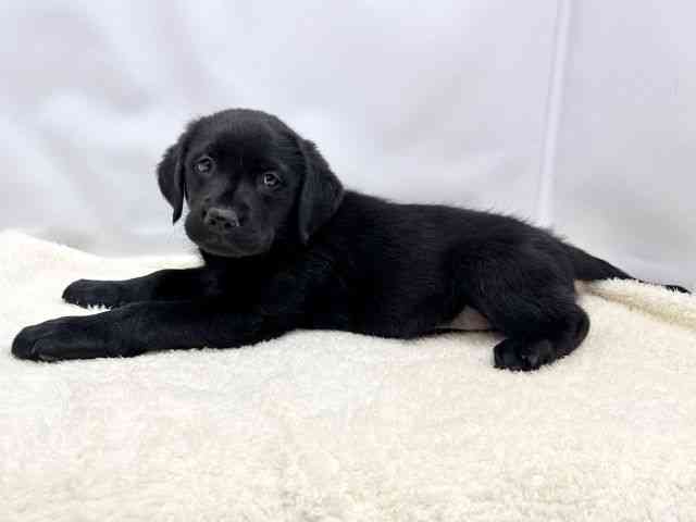 広島県のラブラドールレトリーバー (ひごペットフレンドリーゆめタウン廿日市店/2025年10月12日生まれ/女の子/ブラック)の子犬の3枚目の画像