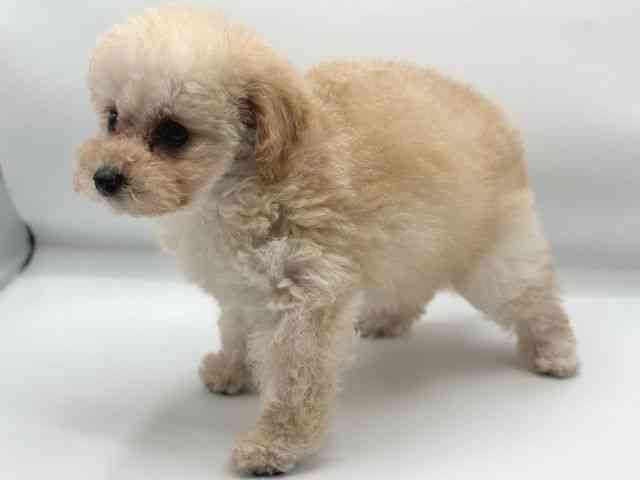 香川県のトイプードル(トイ) (ひごペットフレンドリーゆめタウン高松店/2025年10月23日生まれ/女の子/クリーム)の子犬の3枚目の画像