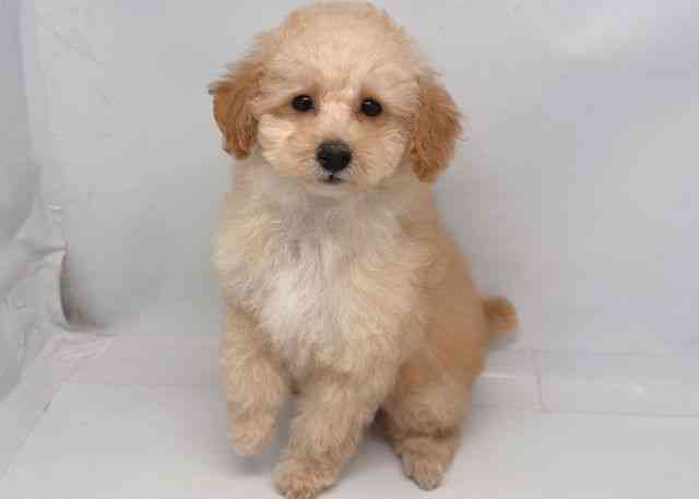 鳥取県のトイプードル(トイ) (ひごペットフレンドリーイオンモール鳥取北店/2025年10月23日生まれ/女の子/クリーム)の子犬の3枚目の画像