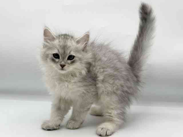 香川県のサイベリアン (ひごペットフレンドリーゆめタウン高松店/2025年10月27日生まれ/男の子/シルバーマッカレルタビー)の子猫の3枚目の画像