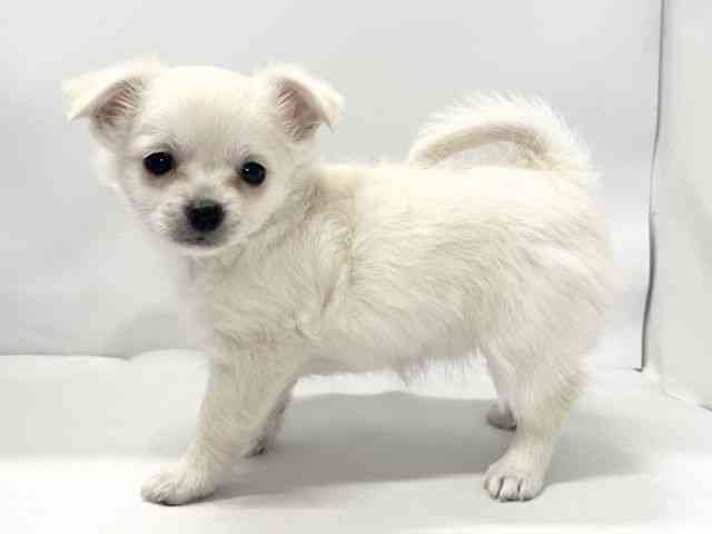 愛媛県のチワワ(ロング) (ひごペットフレンドリーイオンモール今治新都市店/2025年10月26日生まれ/女の子/クリーム)の子犬の3枚目の画像