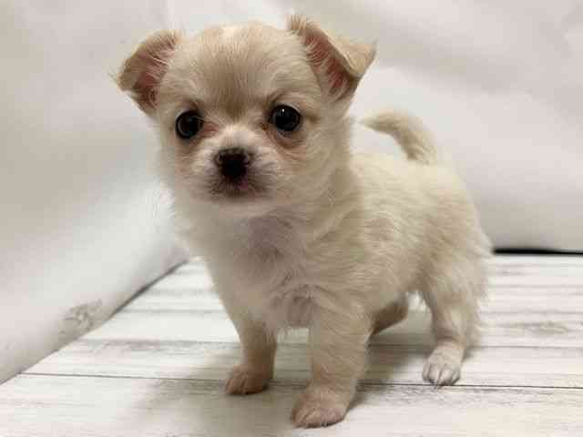 和歌山県のチワワ(ロング) (ひごペットフレンドリーパームシティ和歌山店/2025年10月26日生まれ/女の子/クリーム)の子犬の3枚目の画像