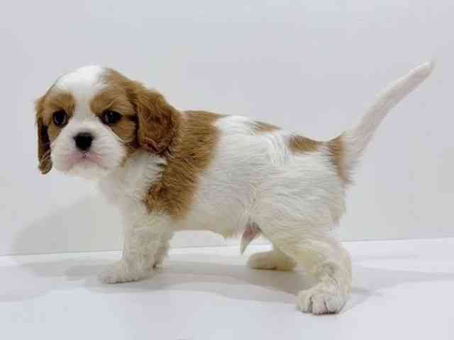 広島県のキャバリアキングチャールズスパニエル (ひごペットフレンドリーフジグラン神辺店/2025年10月28日生まれ/男の子/ブレンハイム)の子犬の3枚目の画像