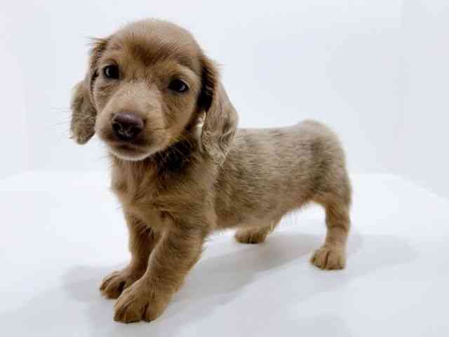 広島県のミニチュアダックスフンド(ロング) (ひごペットフレンドリーフジグラン神辺店/2025年10月24日生まれ/男の子/イザベラダップル)の子犬の3枚目の画像