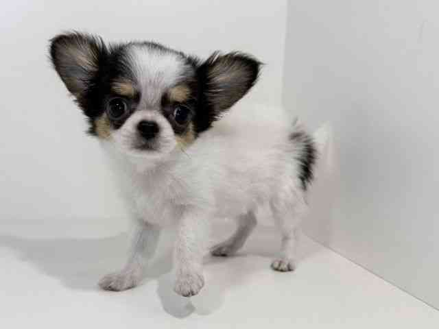 兵庫県のチワワ(ロング) (ひごペットフレンドリーイトーヨーカドー明石店/2025年10月28日生まれ/女の子/ホワイトブラックタン)の子犬の3枚目の画像